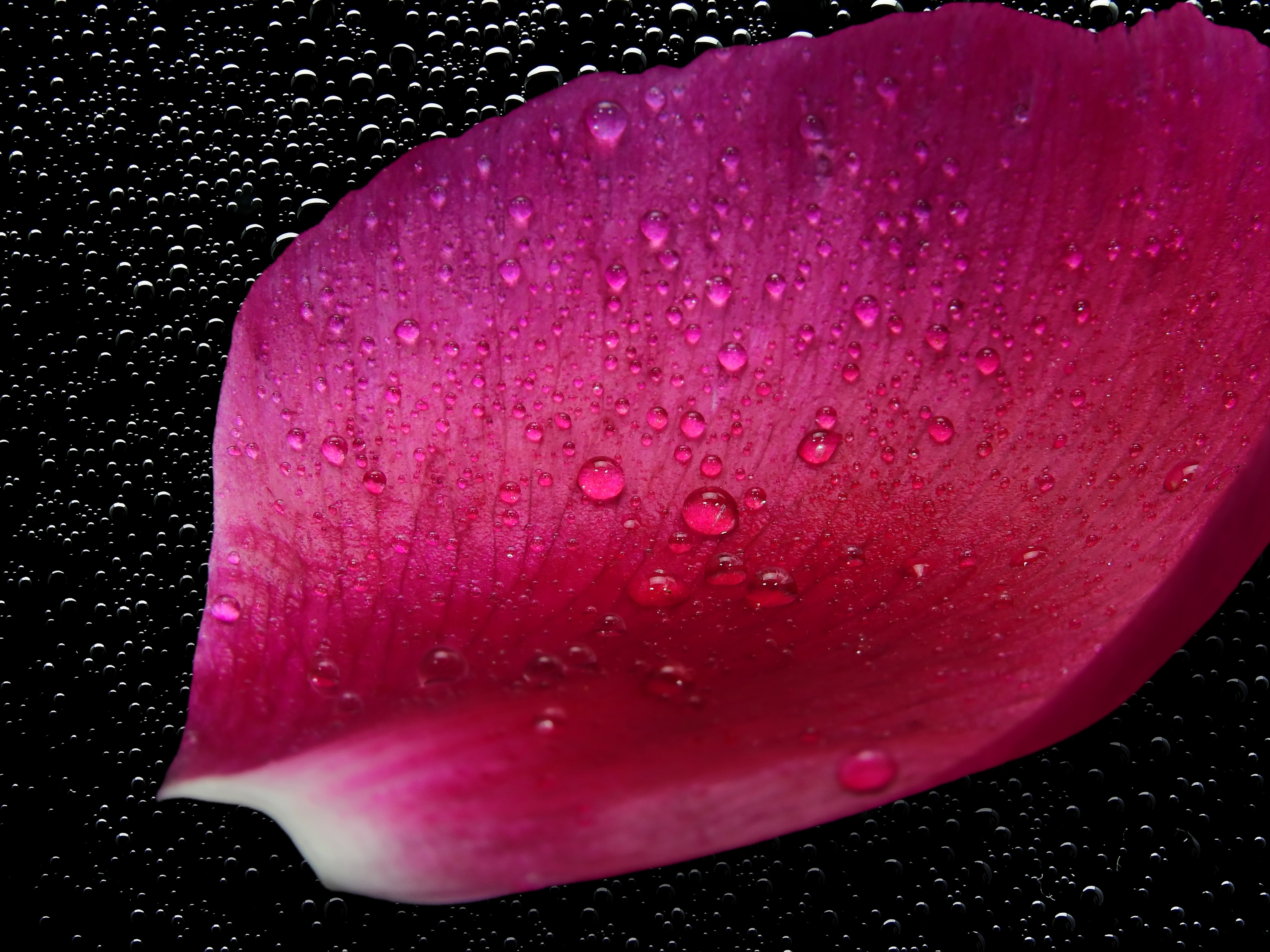 pink flower petal with water drops