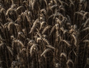 wheat grass thumbnail