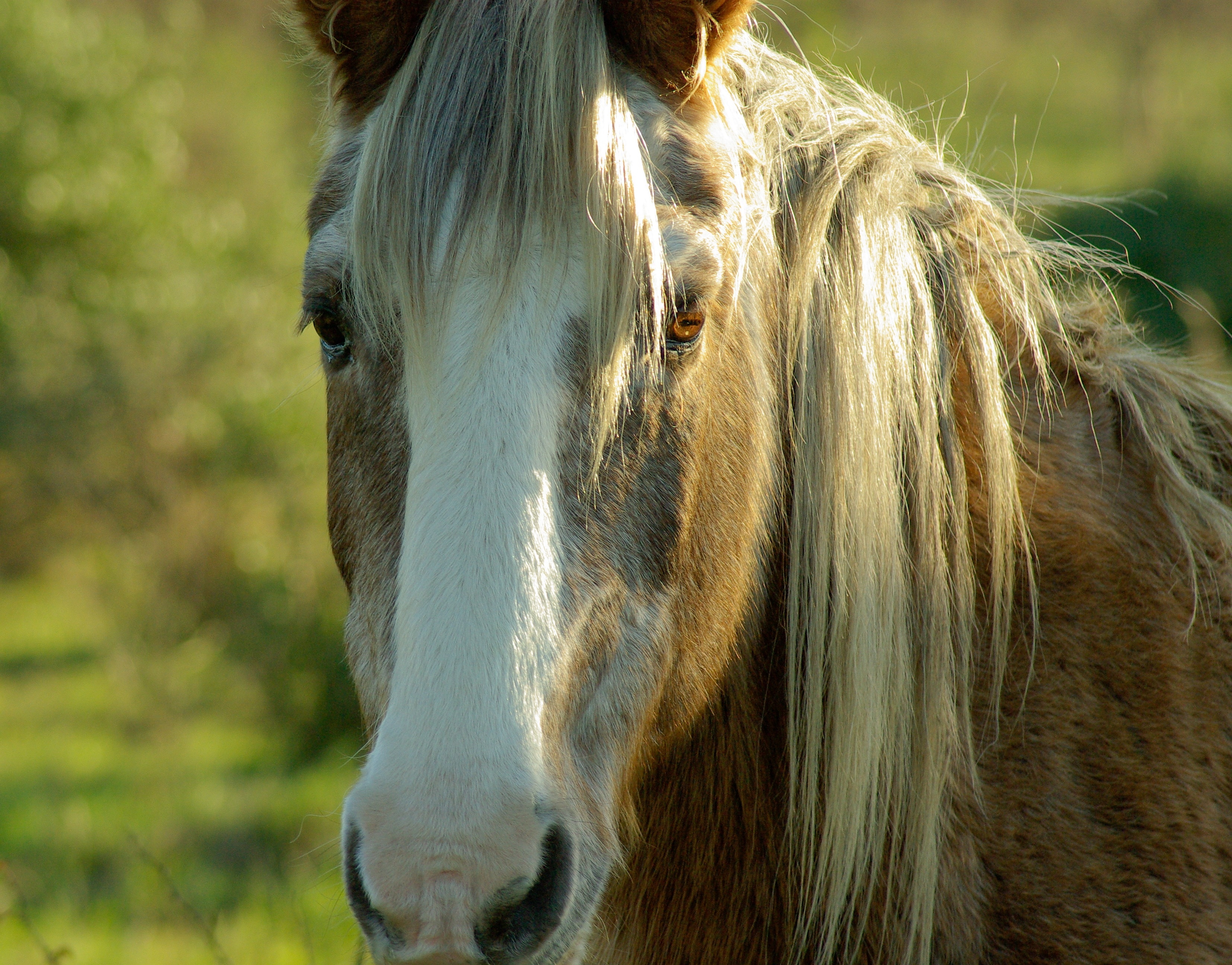 brown and white horse