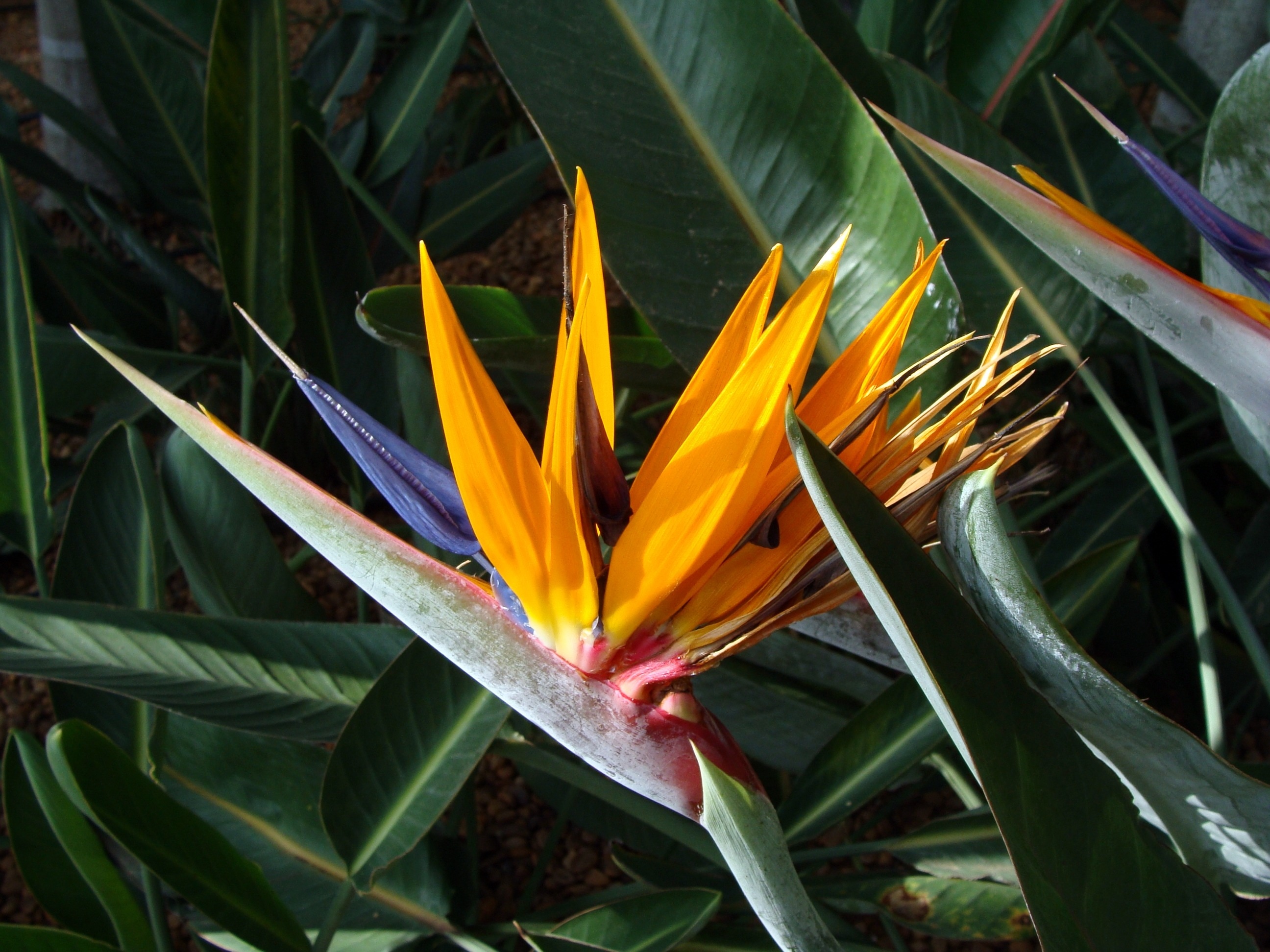 multi color plant