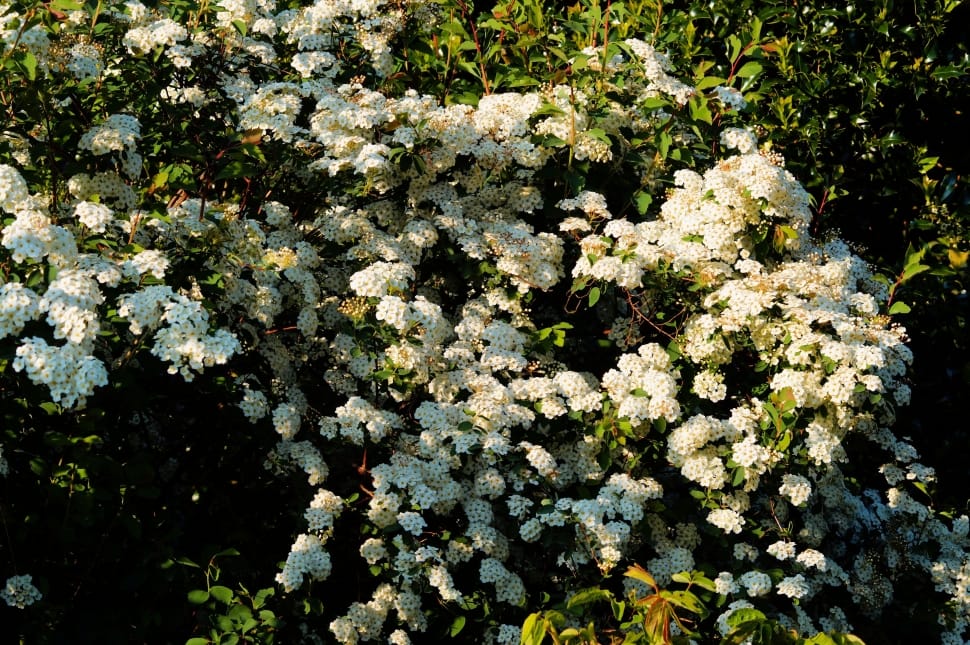 photo of white petaled flowers during daytime preview