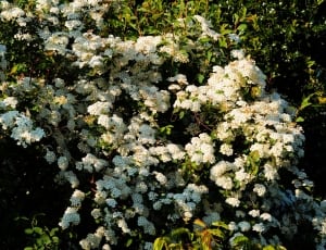photo of white petaled flowers during daytime thumbnail