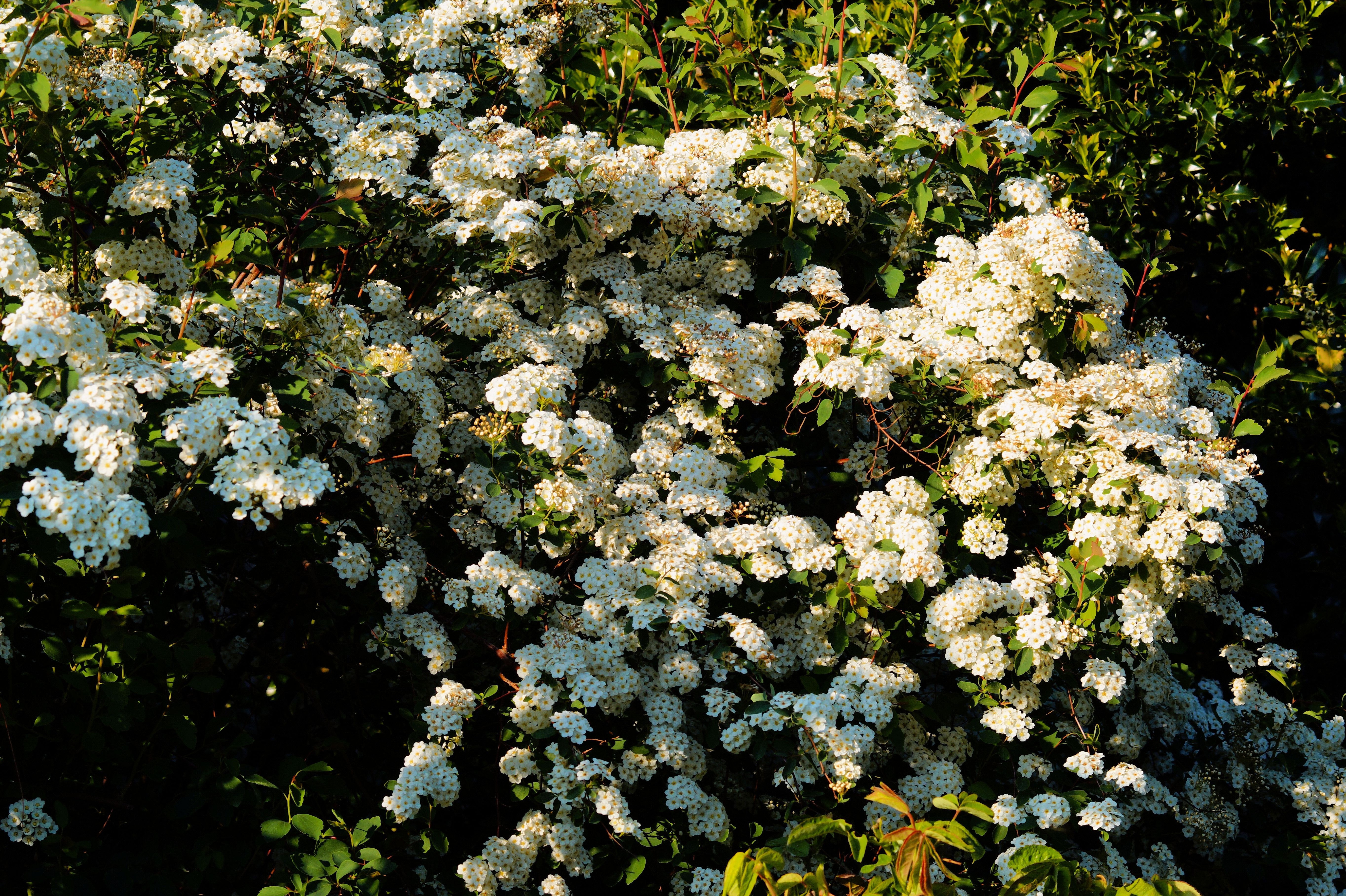 photo of white petaled flowers during daytime