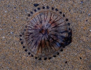black and brown jelly fish thumbnail