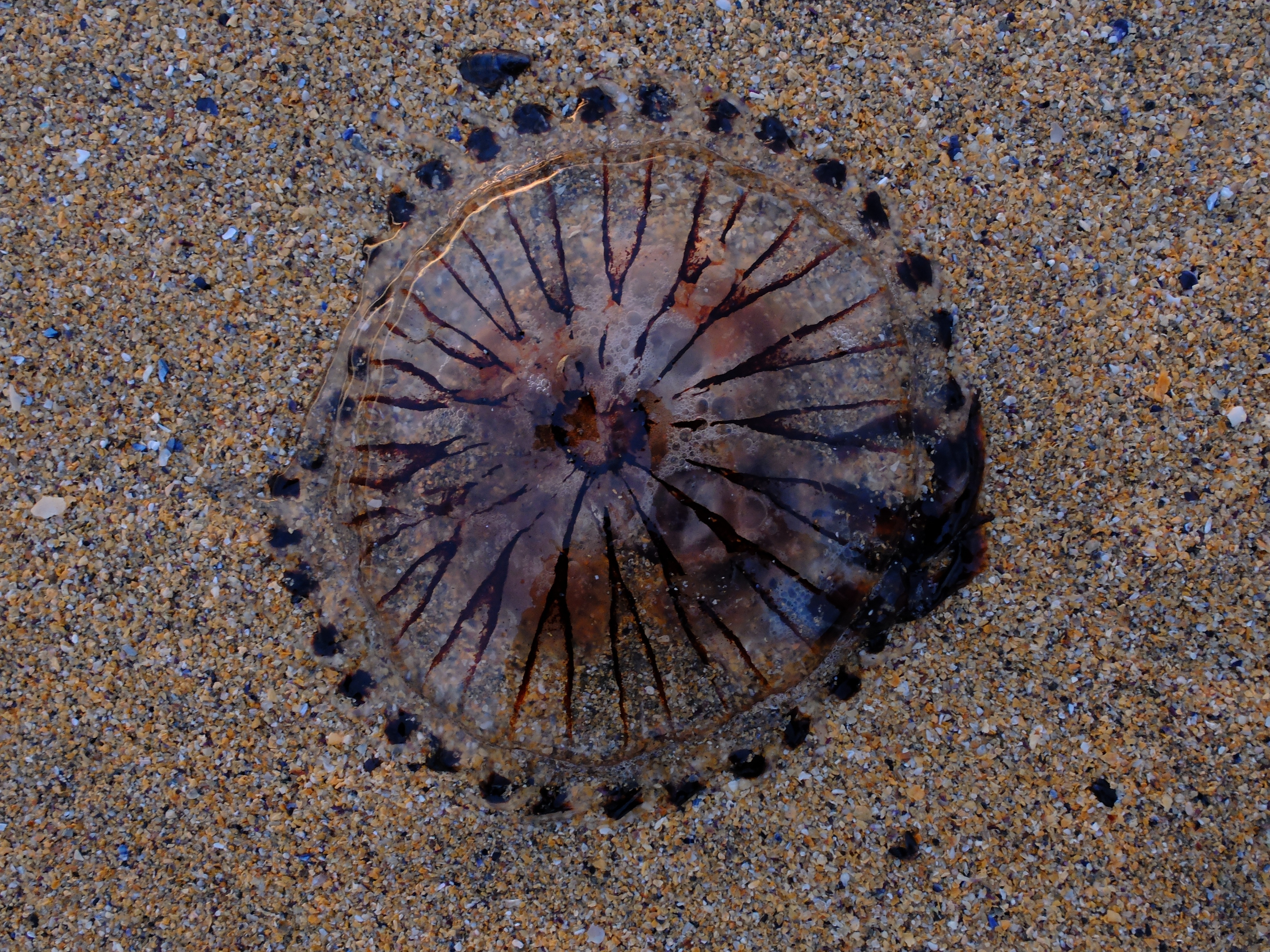 black and brown jelly fish