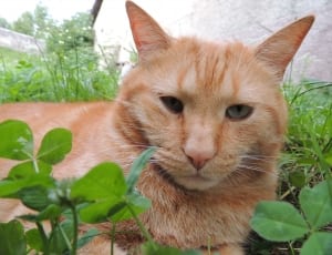 Cat, Animal, Grass, Close Up View, domestic cat, one animal thumbnail