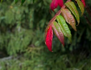 red and green leaf plant thumbnail