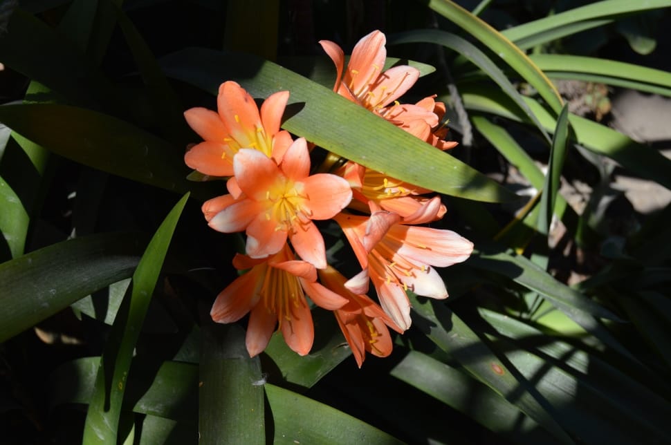 orange flowers with green leaves preview