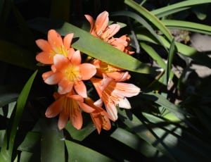 orange flowers with green leaves thumbnail