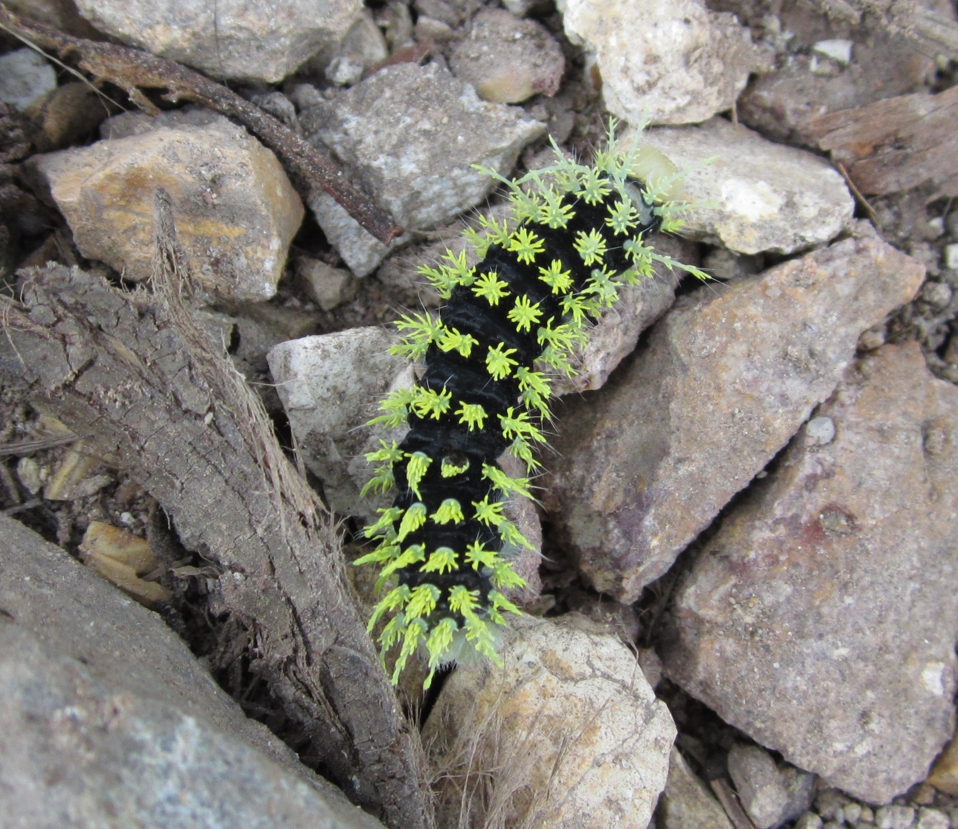 green and black caterpillar
