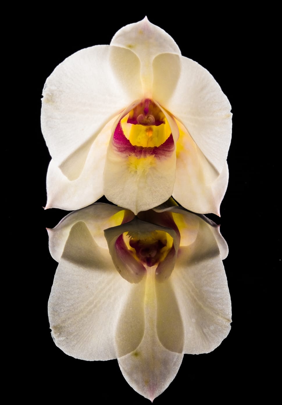 white red moth orchid preview