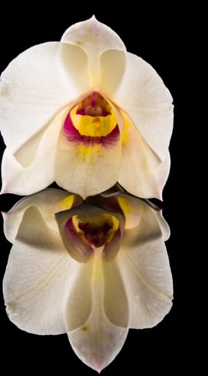 white red moth orchid thumbnail