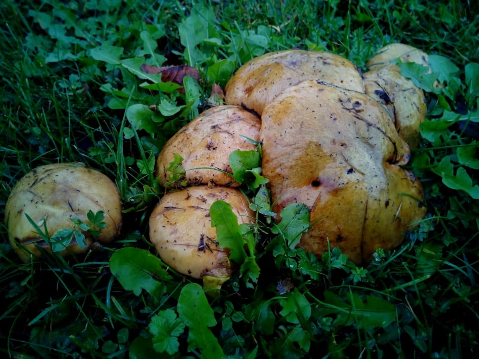 brown mushrooms preview