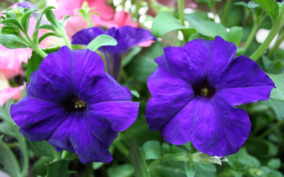 violets flower preview