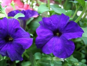 violets flower thumbnail