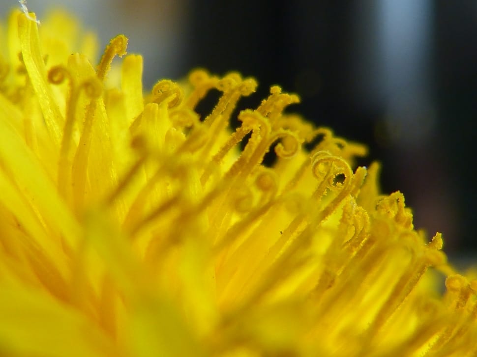 yellow pollen flower preview