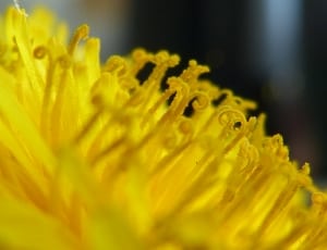 yellow pollen flower thumbnail