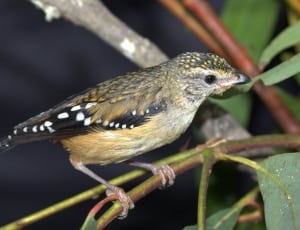 yellow and black bird  on brown branch thumbnail