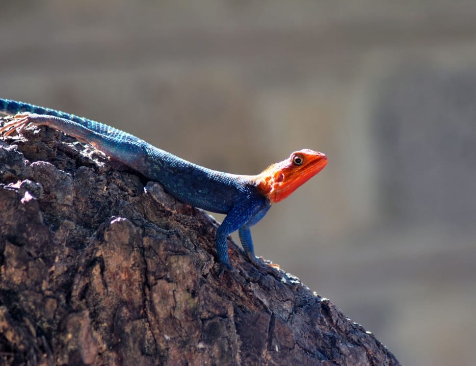 red headed agama lizzard preview