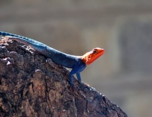 red headed agama lizzard thumbnail