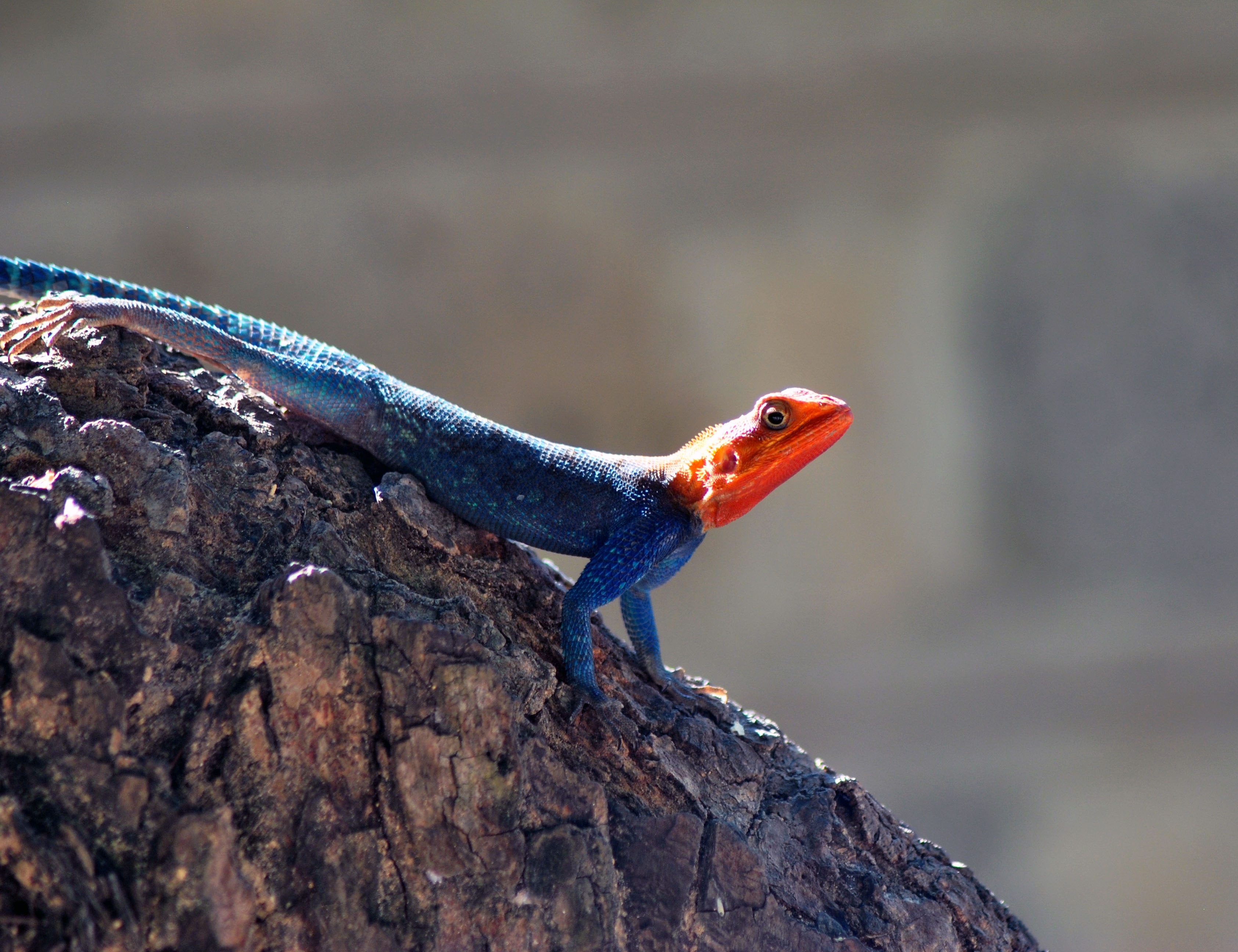 red headed agama lizzard