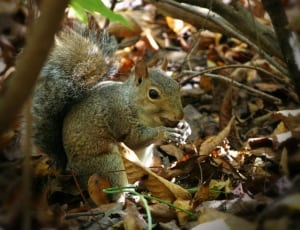 gray and white squirrel thumbnail