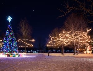 outdoor christmas tree with string lights and star on top thumbnail