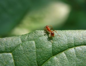 red fire ant thumbnail