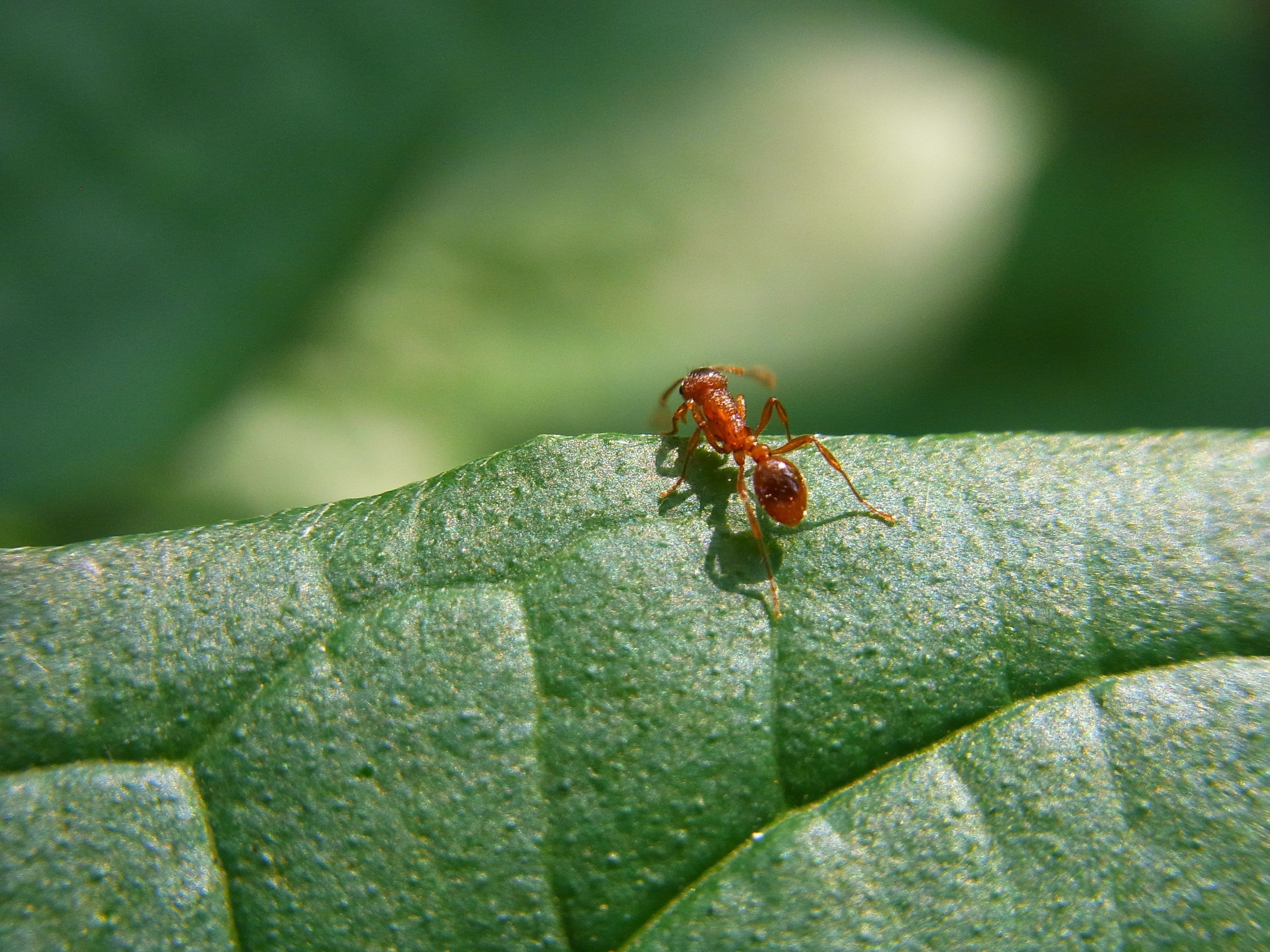 red fire ant