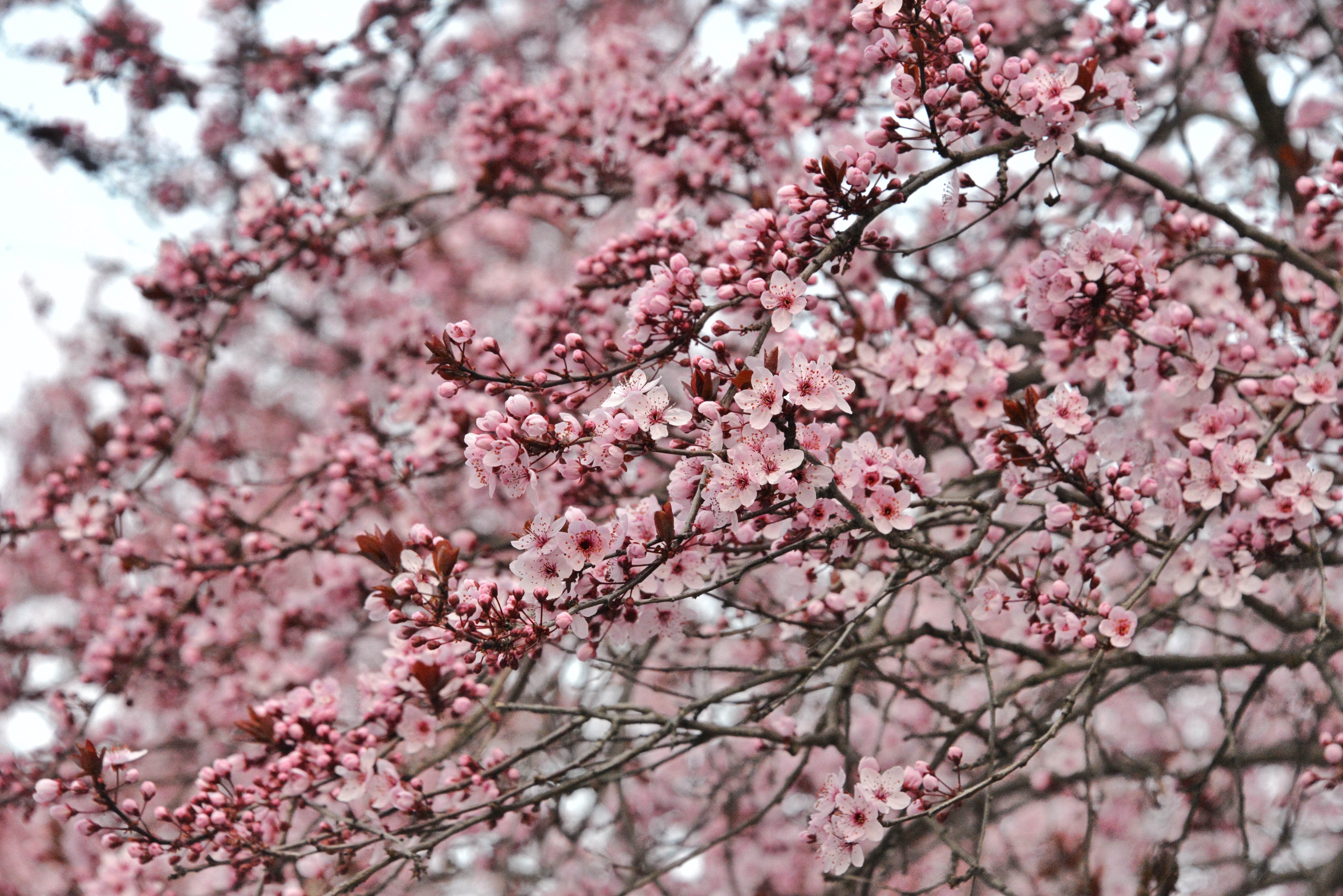 Как цветет слива. Слива и Сакура. Слива Нигра цветение. Сливовая Сакура. Слива дерево цветение.