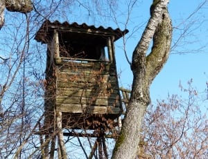brown wooden tree house thumbnail