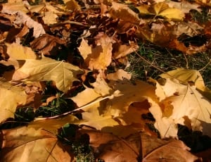 maple leaves thumbnail