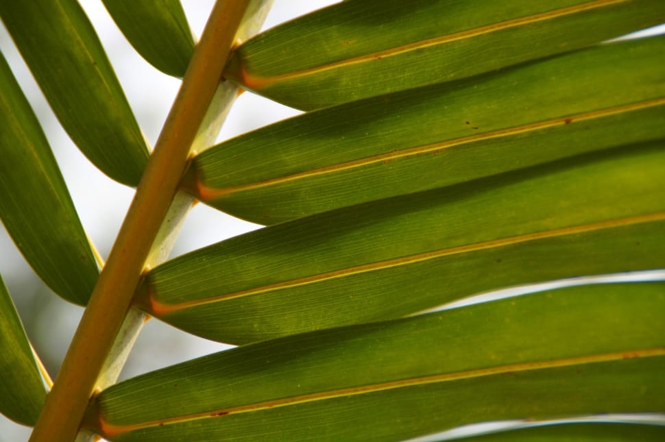 green coconut palm tree leaf preview