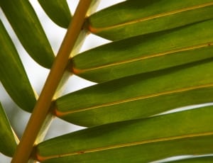 green coconut palm tree leaf thumbnail