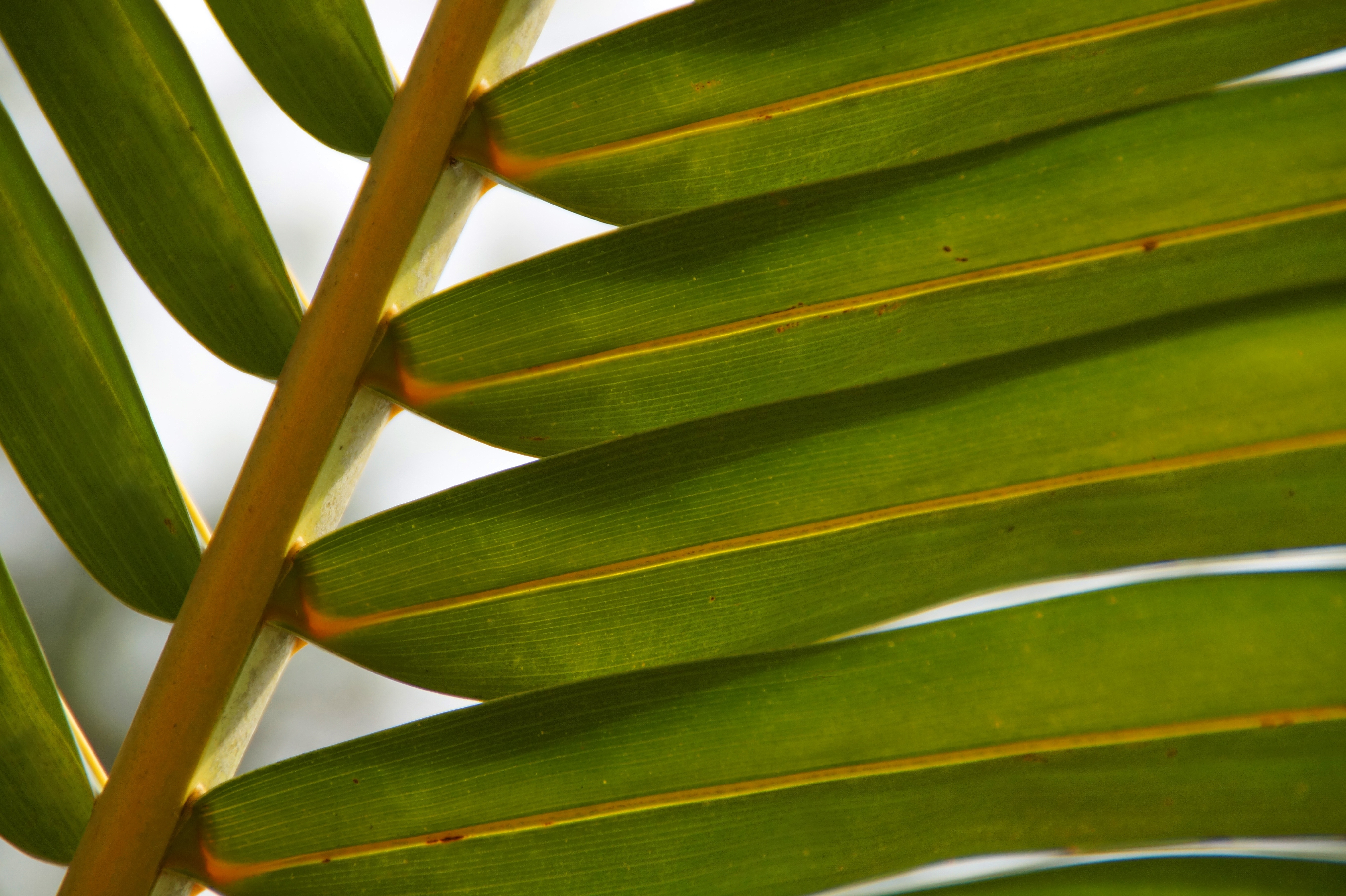 green coconut palm tree leaf
