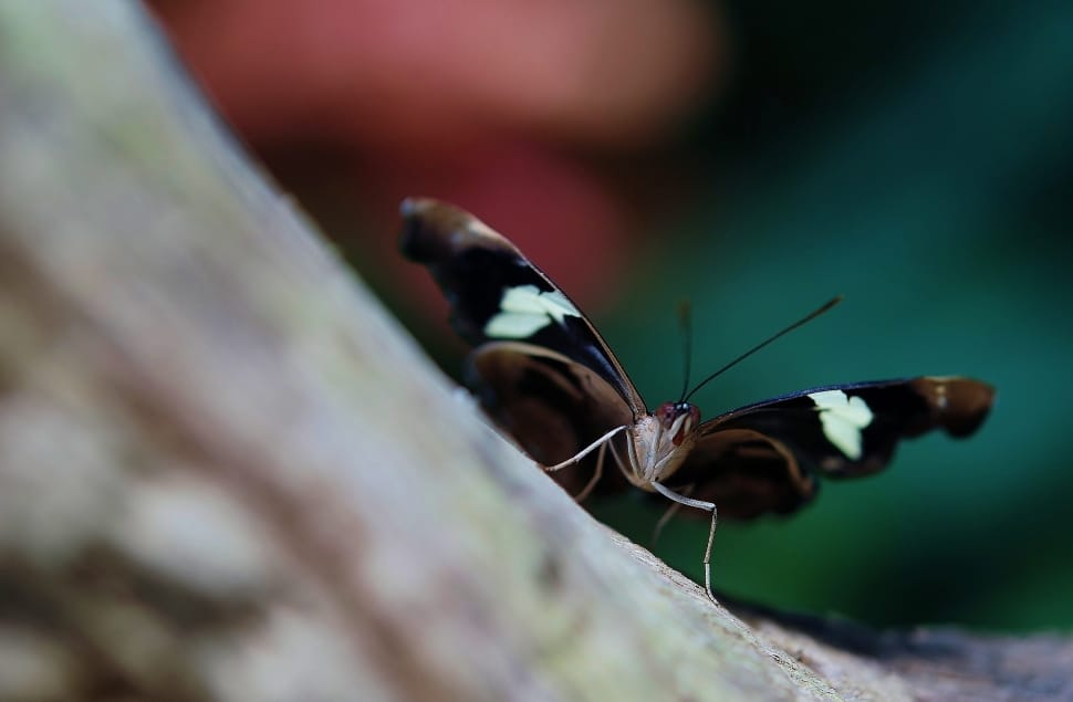 close up photo of brown and black butterfly preview