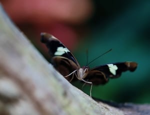 close up photo of brown and black butterfly thumbnail