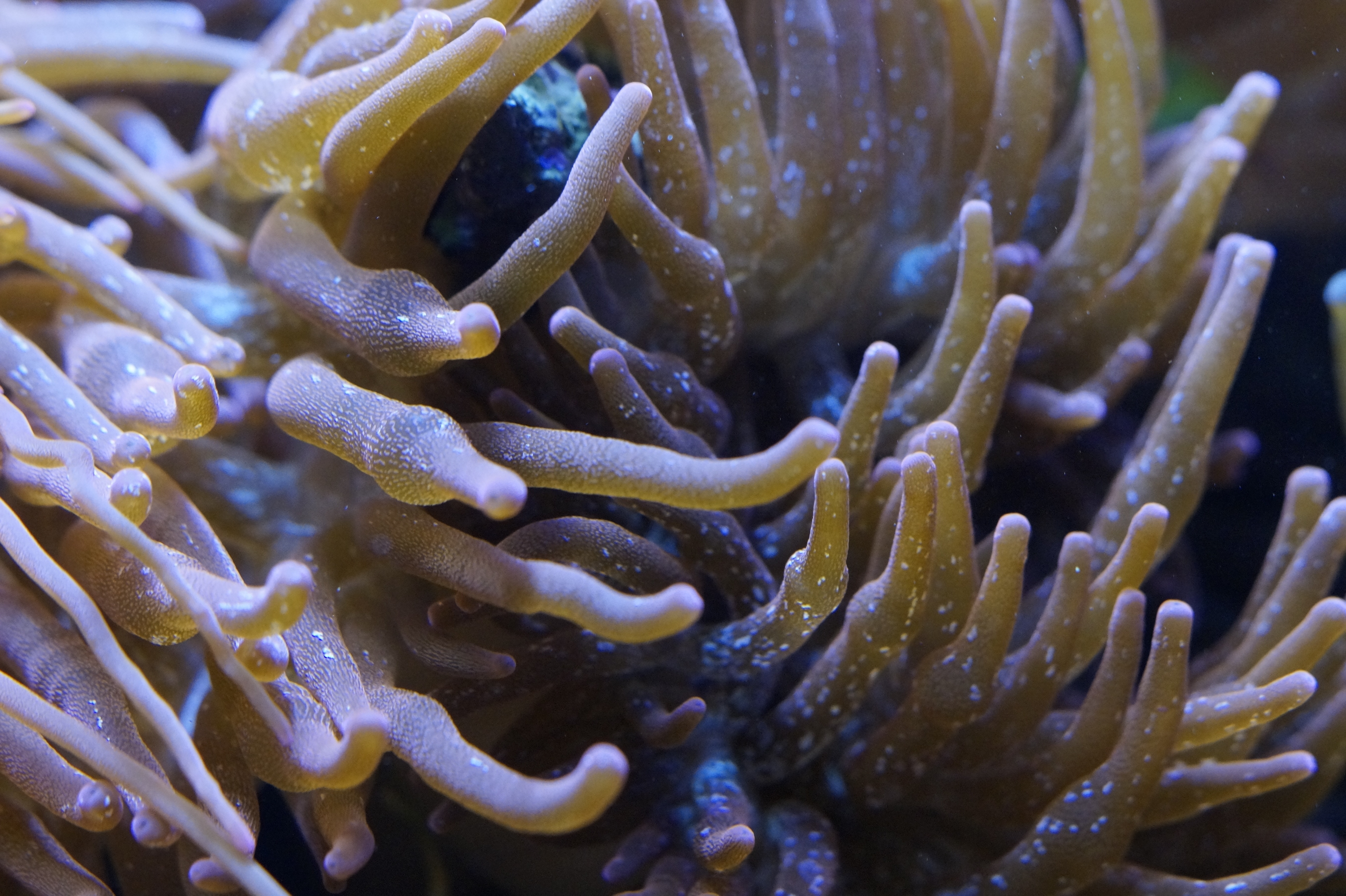 Можно морской. Щупальца актинии микрофотография. Актиния моллюск. Морская биология. Морское растение с щупальцами.