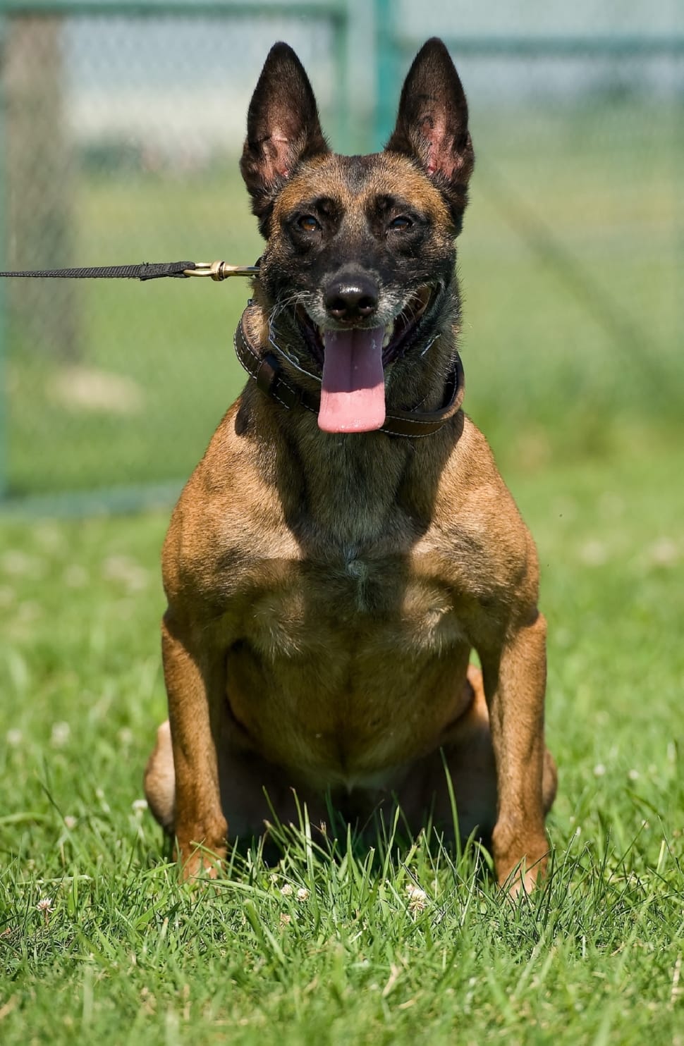 Belgian malinois outlet coats