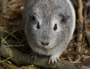 gray and white rodents thumbnail