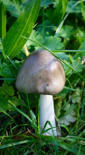 gray and white mushroom thumbnail
