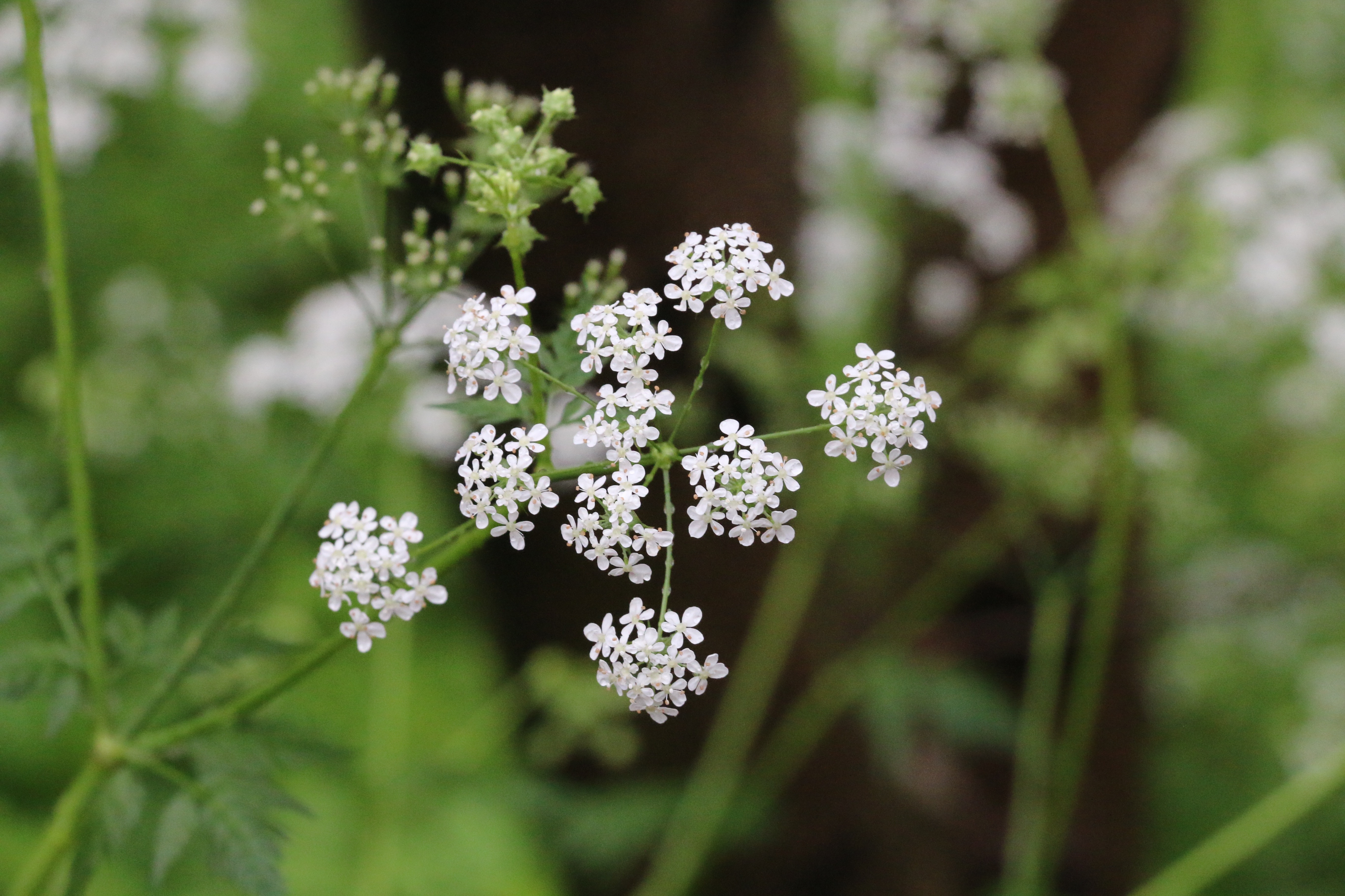 white flower