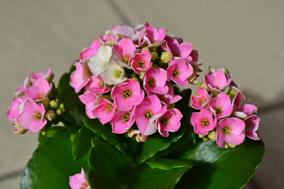 pink kalanchoe preview