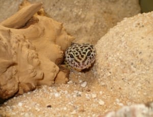 brown and black gecko thumbnail