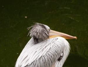 white and beige long-beaked bird thumbnail