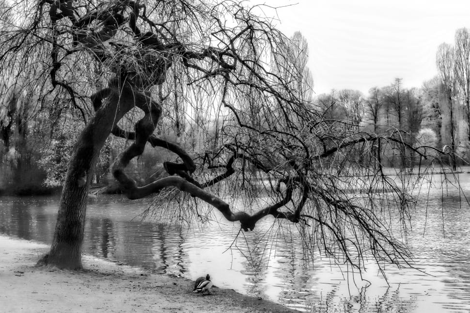 bare tree near body of water  grayscale photography preview