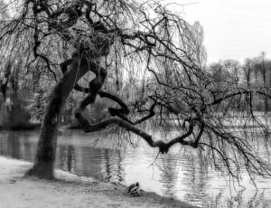 bare tree near body of water  grayscale photography thumbnail