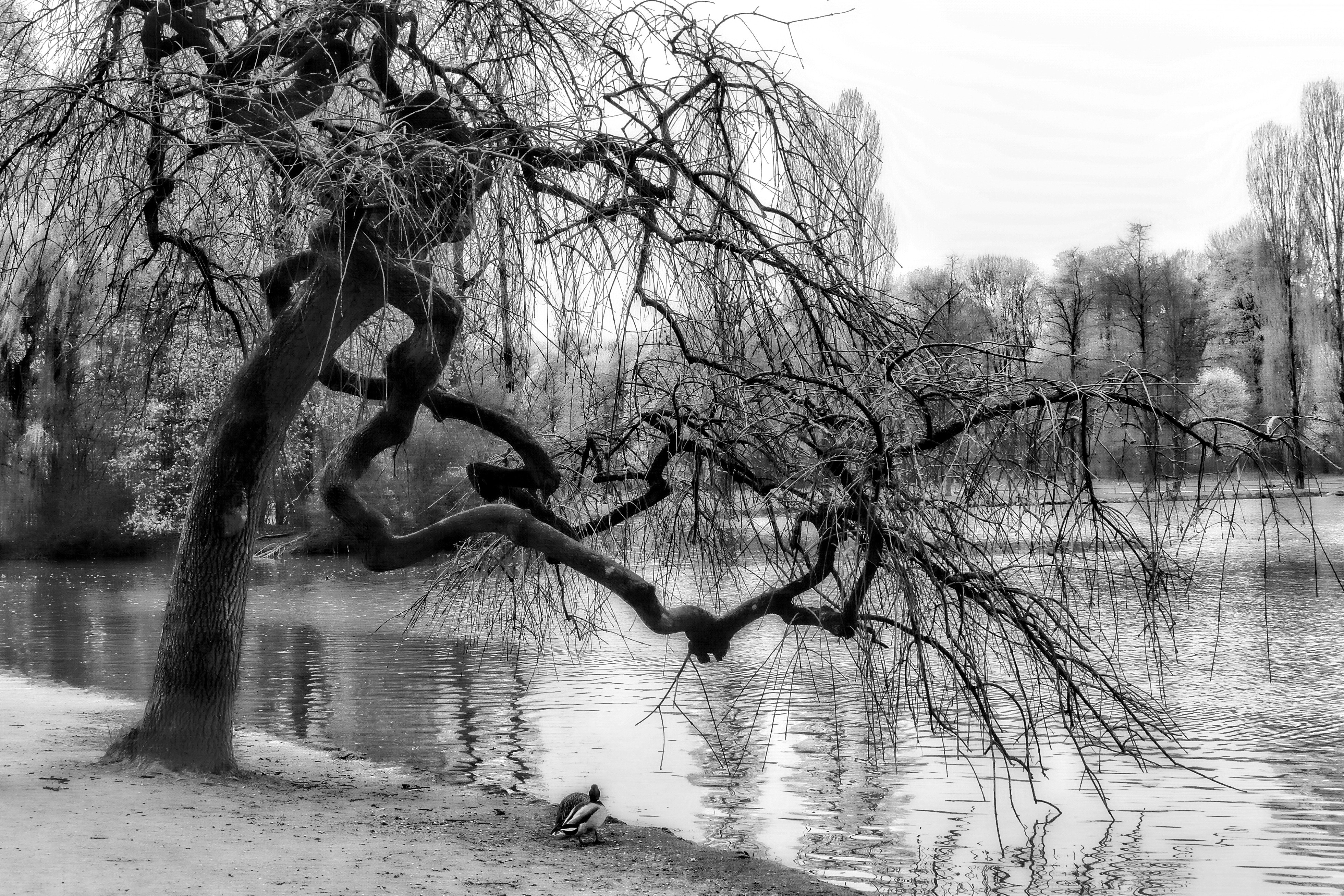 bare tree near body of water  grayscale photography