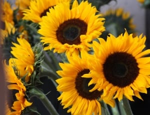 brown sunflower free image | Peakpx