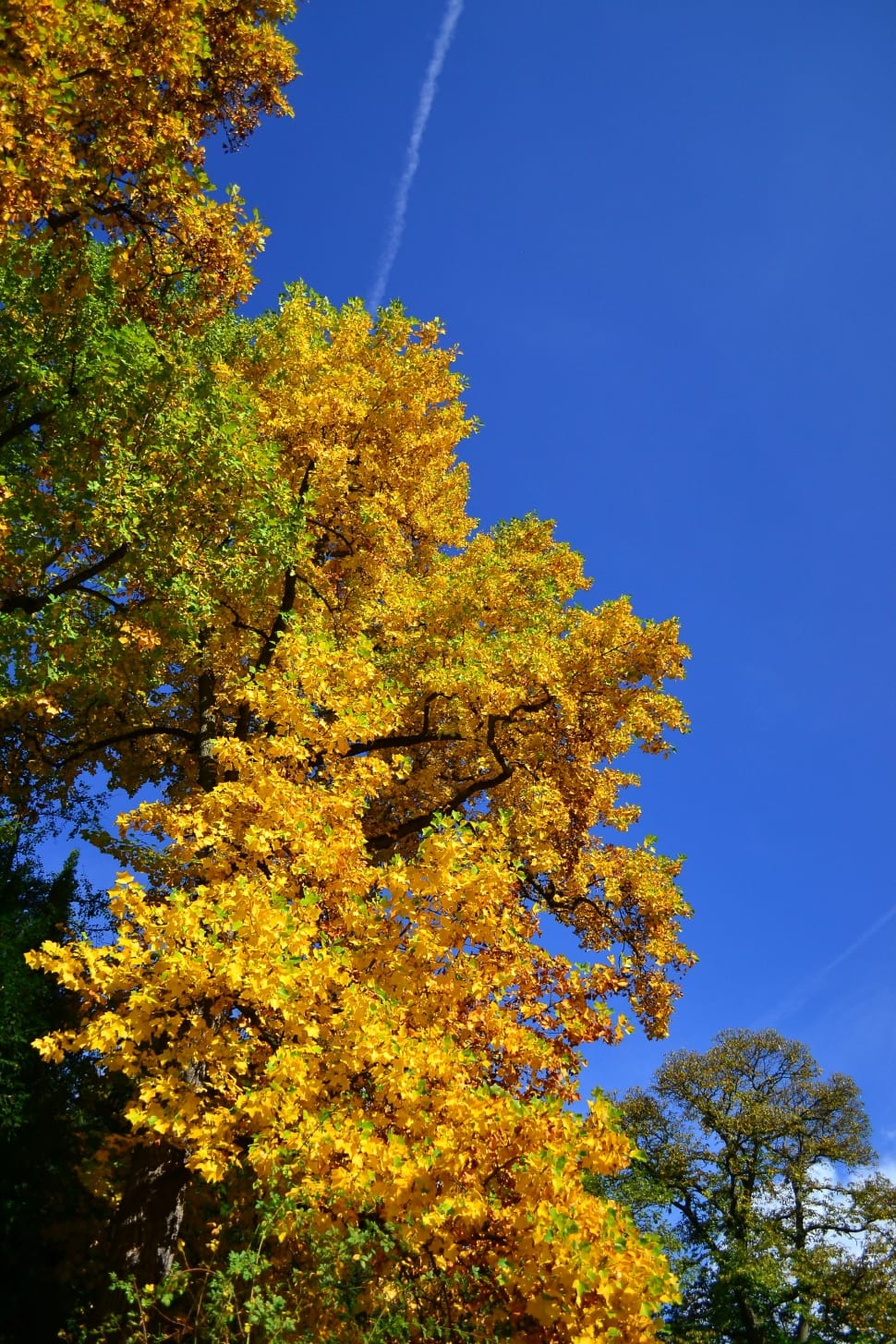 photography of yellow flowered tree under clear blue sky with white thin smoke preview